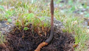 kiem nghiem dong trung ha thao 1