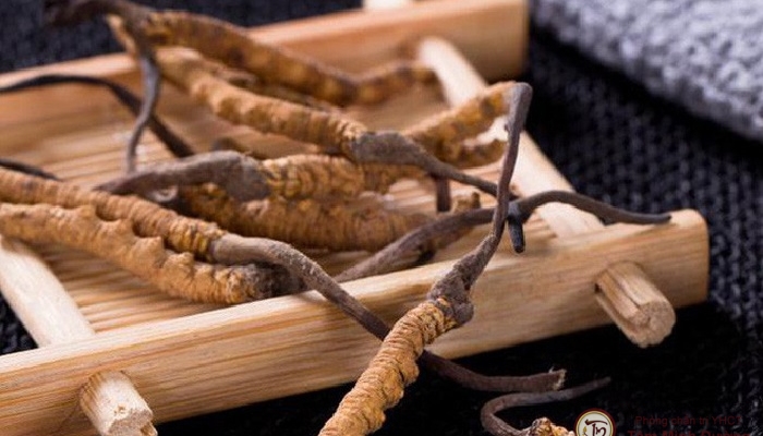 Kiểm nghiệm đông trùng hạ thảo uy tín, an toàn ở đâu? 3 kiểm nghiệm đông trùng hạ thảo