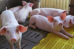 Kiểm nghiệm dư lượng thuốc thú y và chất kháng sinh 2 Kiểm nghiệm dư lượng thuốc thú y và chất kháng sinh